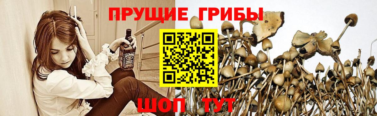 Галлюциногенные грибы GOLDEN TEACHER  купить   Большой Камень 